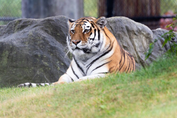 tiger in the wild
