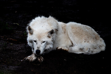 region wolf canis lupus