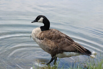 A Canadian Goose in the Water
