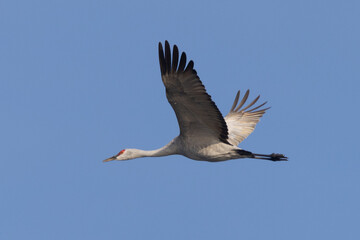 Fototapeta premium Close view of a sandhill crane flying, seen in the wild in North California