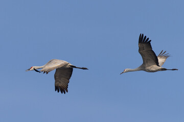 Fototapeta na wymiar Close view of sandhill cranes flying in beautiful light, seen in the wild in North California