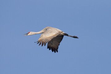 Obraz premium Close view of a sandhill crane flying, seen in the wild in North California