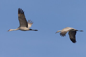 Obraz premium Close view of sandhill cranes flying in beautiful light, seen in the wild in North California