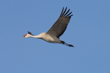 Close view of a sandhill crane flying, seen in the wild in North California