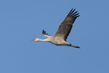 Close view of a sandhill crane flying, seen in the wild in North California