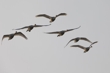 Close view of  snow geese flying in beautiful light, seen in the wild in North California