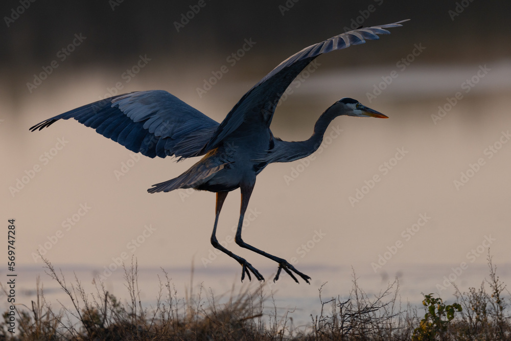 Sticker Close view of a great blue heron landing in beautiful light , seen in the wild in North California