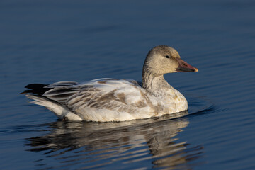 Close view of a snow goose, seen in the wild in a North California marsh