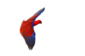 Colorful Eclectus parrot flying isolated on transparent background png file