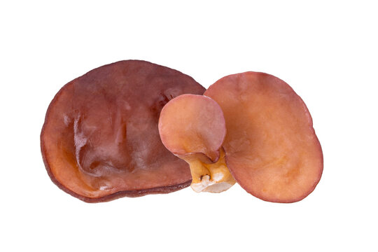 Jelly mushroom isolated on transparent png