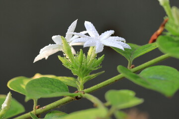 Beautiful white flowers on the tree. White flower macro photos