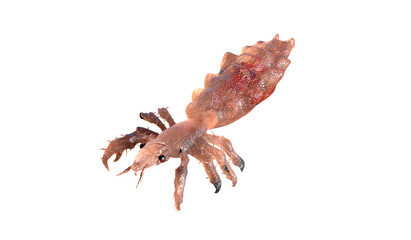 3d rendered illustration of a head louse