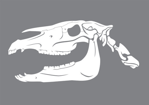 Horse Skull, Side View Animal Illustration