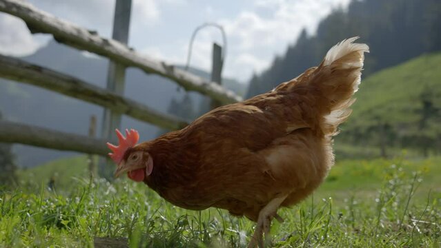 Free range organic chicken hen roaming freely on outdoor farm grass field, slow motion