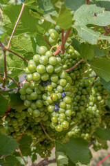 Bunch of white grapes