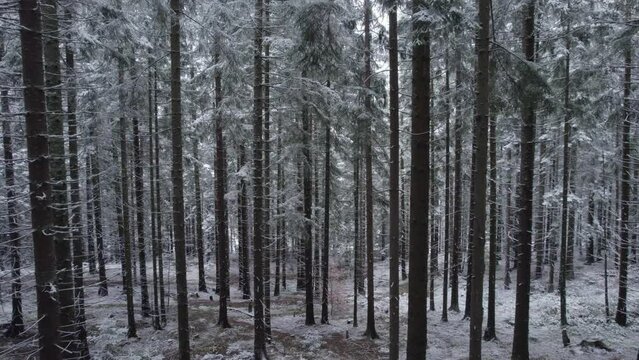 Moving backward a dense pine tree forest covered in snow