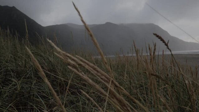 Close up shot of waving dunes grass plants during foggy day with Hoddevik Mountains in background