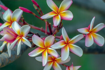 Fototapeta premium Frangipani plumeria flower, Frangipanis are one of the hardiest and most beautiful small trees