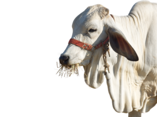 Close up on cow eating grass