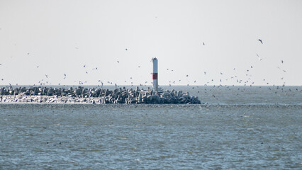 Frozen lighthouse surrounded by cold water and flying gulls and ducks.