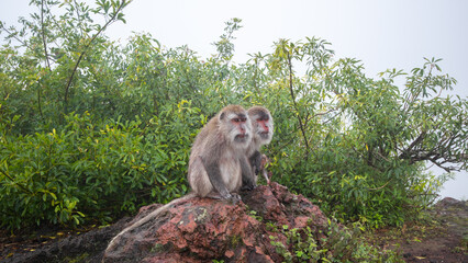 Macaque mokeys on Batur Vocano in Bali, Indonesia
