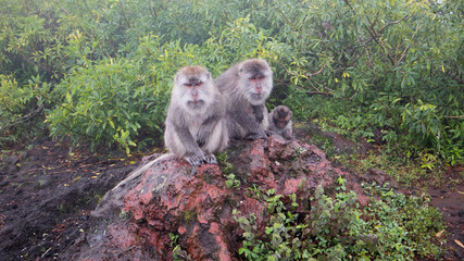Macaque mokeys on Batur Vocano in Bali, Indonesia