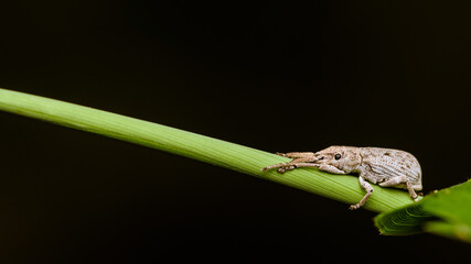 White beetle weevil resting on a green leaf and in morning and dark background, Insect photo in Thailand.