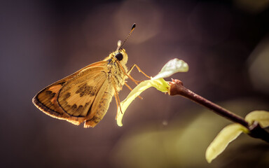 A beautiful yellow skipper butterfly (Thymelicus lineola) on green leaf and nature/bokeh...