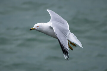 Ring-billed gull in flight over cold winter lake with wings down. 