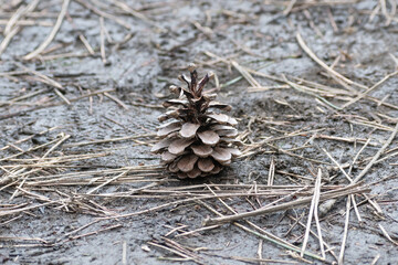 Pine cone on ground with dead pine needles.