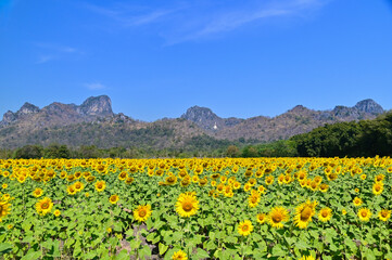 View of Khao Chin Lae and Sunflower Fields in Lopburi, Thailand