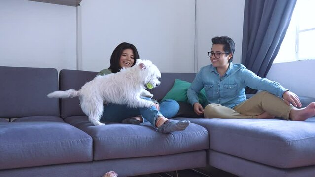 Slow Motion Of Happy Gay Couple Sitting On Sofa, Positive People, With Black Hair In Casual Clothes Sitting On Blue Couch And Talking To Each Other In Living Room, Cute West Highland White Terrier.