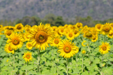 Fototapeta premium Scenic View of Blooming Sunflower Fields