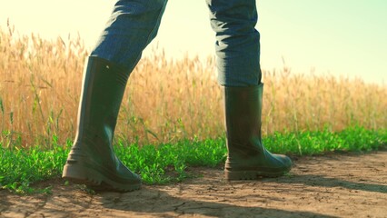 Farmers feet go in rubber boots in wheat field. Farmer works in rubber boots, ripening wheat field. Businessman grows food. Grow grain. Field, yellow stalks of wheat. Agricultural industry, business.