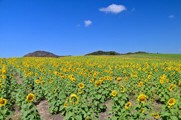 Fototapeta na wymiar Beautiful Scenery of Blooming Sunflower Fields in Saraburi, Thailand