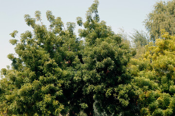 Azadirachta indica, commonly known as neem, nimtree or Indian lilac, is a tree in the mahogany family Meliaceae.