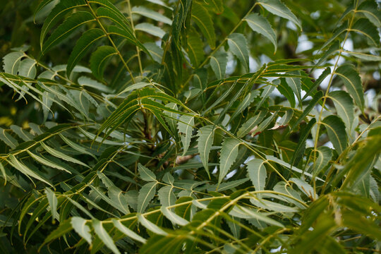 Azadirachta indica, commonly known as neem, nimtree or Indian lilac, is a tree in the mahogany family Meliaceae.