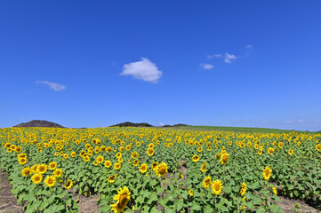 Blooming Sunflower Fields on Sunny Day
