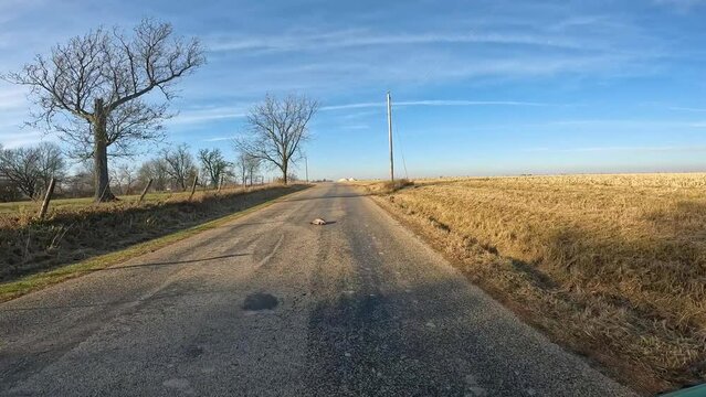Point of view - driving on rural country road past empty fields in late Autumn; racoon road kill in the middle of the road; Midwest USA