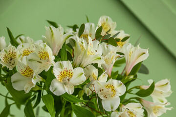 Obraz na płótnie Canvas Bouquet of alstroemeria flowers on green background, closeup