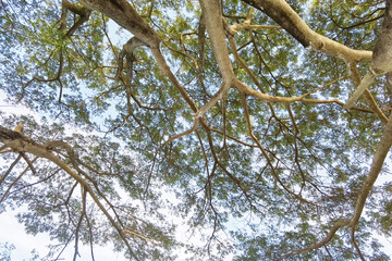 Landscape the big tree with nature background