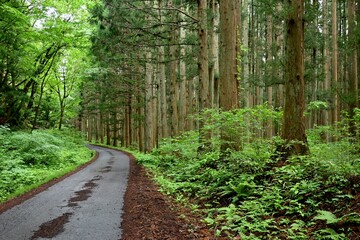 林道
