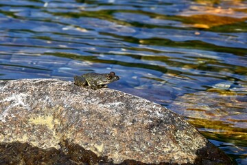 石の上で鳴くカジカガエル