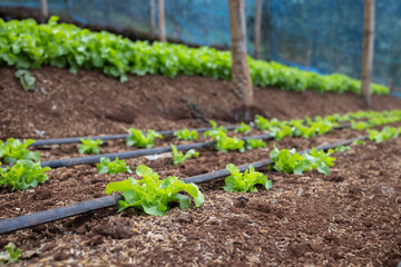 Growing Vegetables Using Drip Tape in a Greenhouse