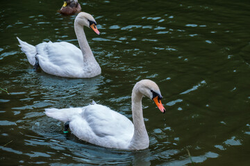 Two graceful white swans swim in the dark water.
