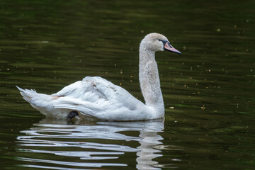 A graceful white swan swimming on a lake with dark water. The white swan is reflected in the water