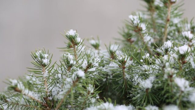 Pine tree branch in the snow. Close-up of fir tree while snowing. Moving image video.