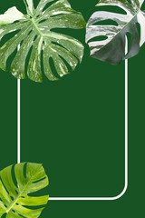 Monstera variegated leaves with white frame on dark green background