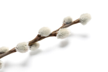 Pussy willow branch isolated on white background