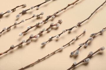 Pussy willow branches on beige background